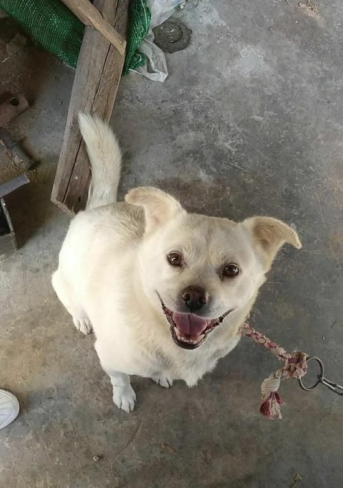 中華田園犬飼養(yǎng)全攻略（從喂養(yǎng)到訓(xùn)練，打造健康快樂的寵物生活）