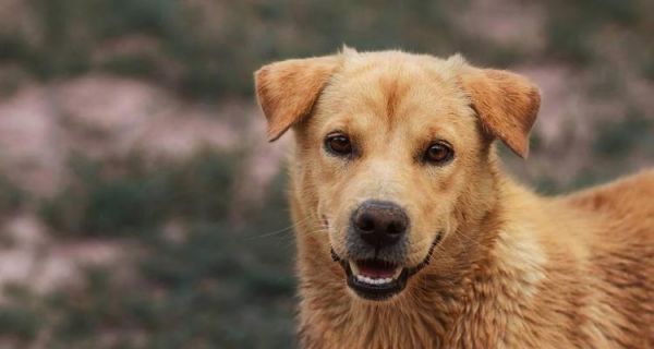中華田園犬飼養(yǎng)全攻略（從喂養(yǎng)到訓(xùn)練，打造健康快樂的寵物生活）