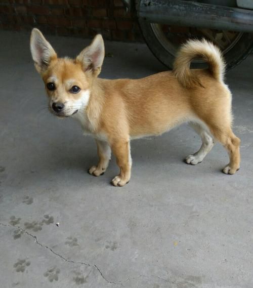 中華田園犬飼養(yǎng)全攻略（從喂養(yǎng)到訓(xùn)練，打造健康快樂的寵物生活）