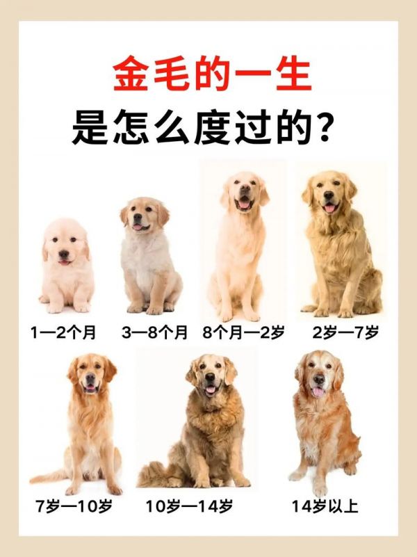 金毛幼犬質量如何保證