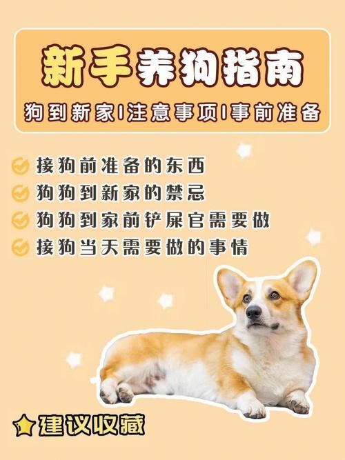 如何把幼犬養(yǎng)健康起來呢,教你幼犬這六招養(yǎng)好狗(幼犬教你狗狗疫苗驅(qū)蟲) 健康