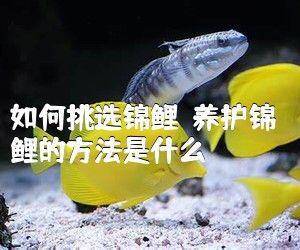 如何挑選錦鯉？養(yǎng)護錦鯉的方法是什么？