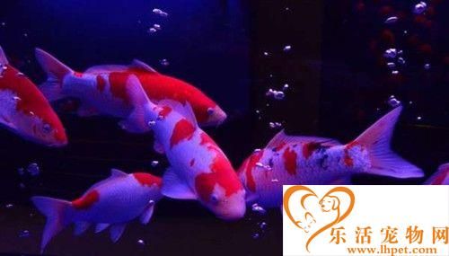 怎么選錦鯉魚 挑選錦鯉魚的三種方法
