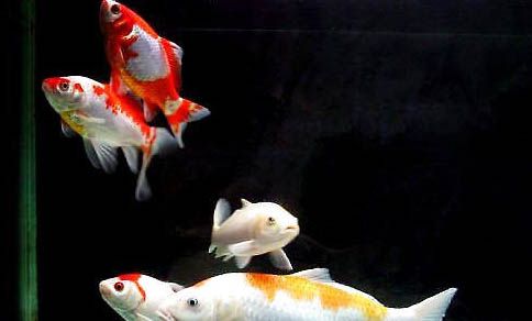 昭和錦鯉魚怎么挑選？