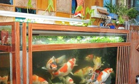 昭和錦鯉魚怎么挑選？