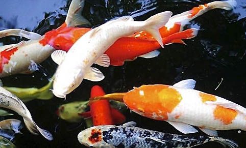 昭和錦鯉魚怎么挑選？
