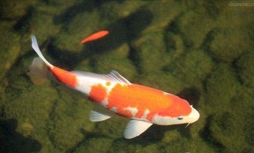昭和錦鯉魚怎么挑選？