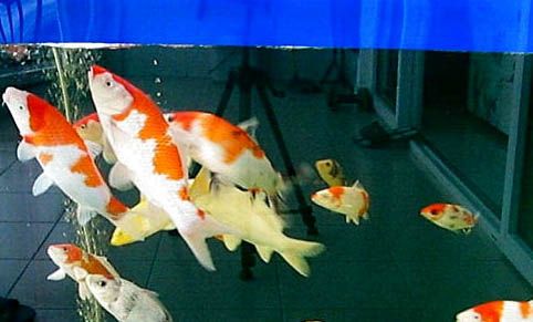 昭和錦鯉魚怎么挑選？