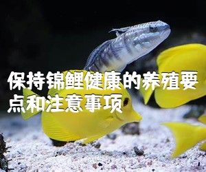保持錦鯉健康的養(yǎng)殖要點(diǎn)和注意事項(xiàng)