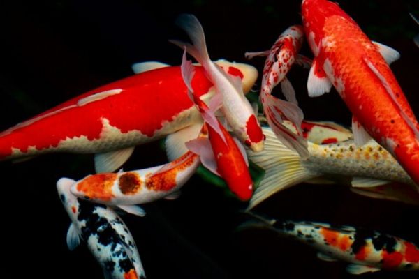 怎么才能養(yǎng)好錦鯉魚？錦鯉池塘養(yǎng)殖的技巧方法