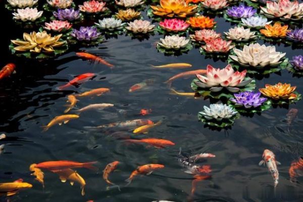 手把手教你挑選錦鯉魚，這幾點要求很重要，魚友們值得一看