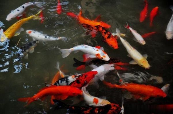 手把手教你挑選錦鯉魚，這幾點要求很重要，魚友們值得一看