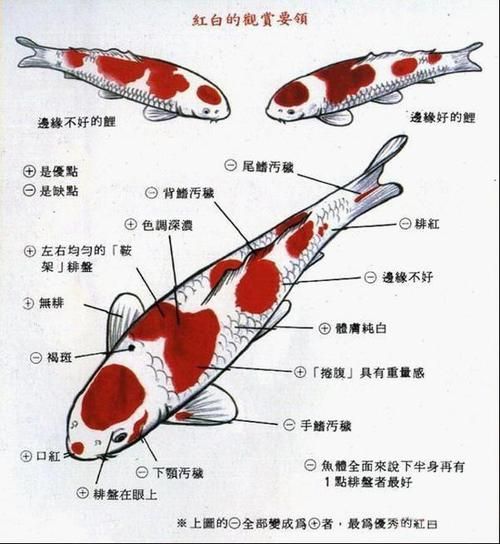 錦鯉如何選