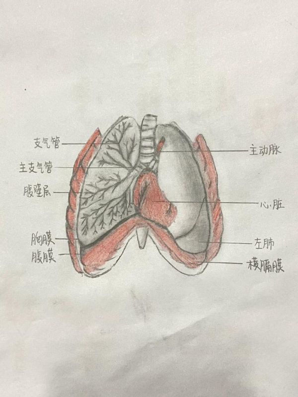 肺画图手绘 肺画图手绘背部怎么画