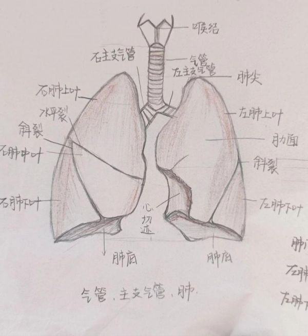 肺画图手绘 肺画图手绘背部怎么画