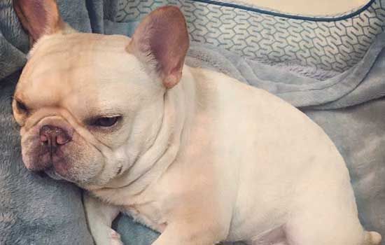 如何挑選健康狗狗 介紹選購好狗狗的三大守則