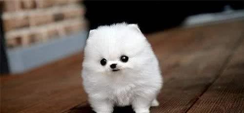 如何選購健康狗狗