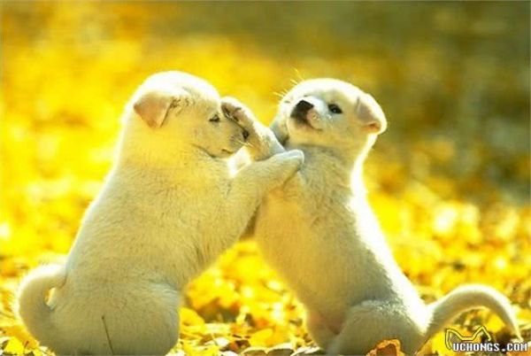 如何選購健康狗狗