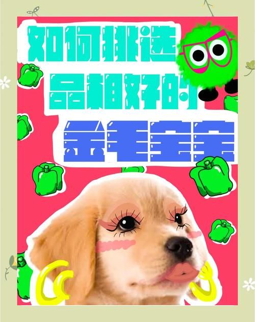 如何買一只健康的金毛
