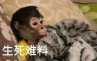 顶级大佬种“生基”逆天续命的瓜