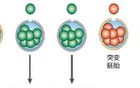 教皇方濟(jì)各最震撼的一張照片