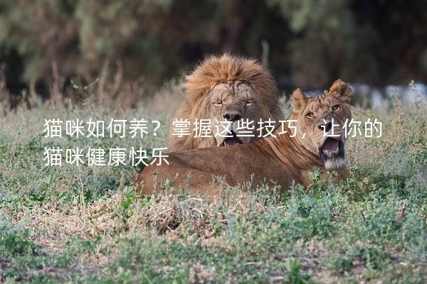 貓咪如何養(yǎng)？掌握這些技巧，讓你的貓咪健康快樂