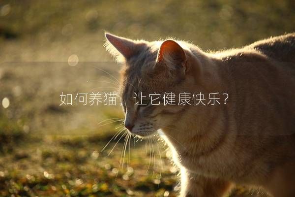 如何養(yǎng)貓，讓它健康快樂？