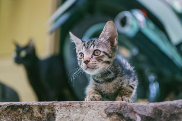 飼喂貓咪很重要，但選擇健康的貓咪更重要1