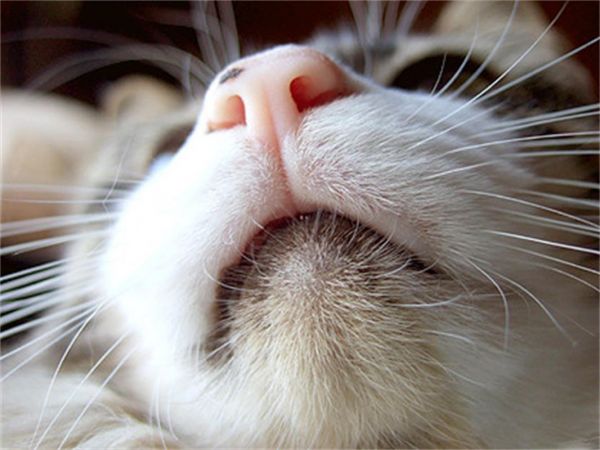 飼喂貓咪很重要，但選擇健康的貓咪更重要21