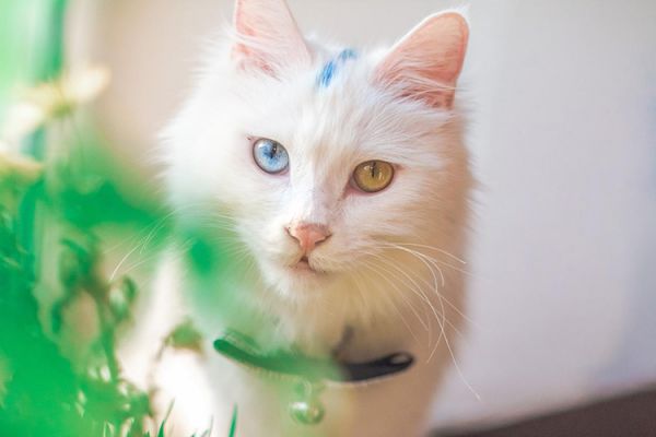 飼喂貓咪很重要，但選擇健康的貓咪更重要9