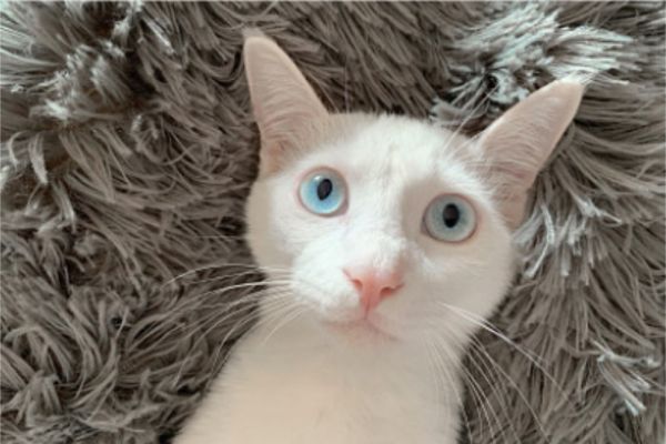 飼喂貓咪很重要，但選擇健康的貓咪更重要5