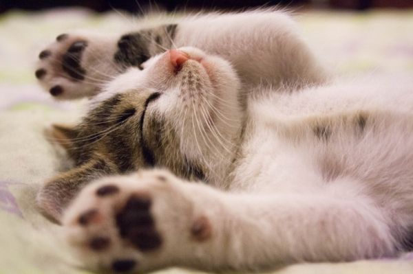 飼喂貓咪很重要，但選擇健康的貓咪更重要24