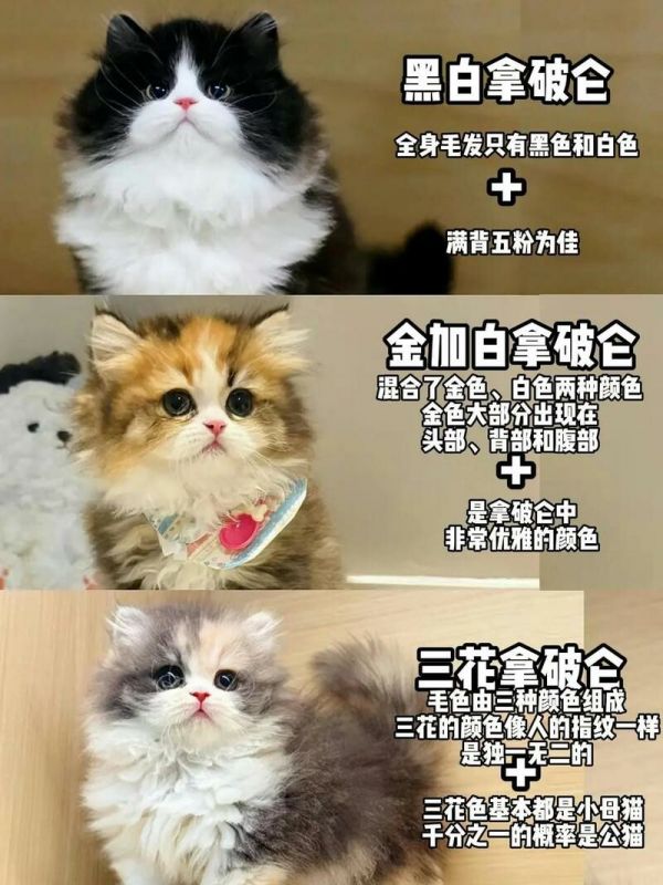 拿破侖貓?zhí)暨x技巧：如何辨別高品質(zhì)貓咪？