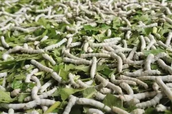 養(yǎng)蠶的方法，桑葉要保證新鮮無水