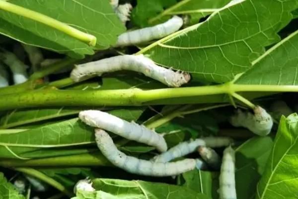 養(yǎng)蠶的方法，桑葉要保證新鮮無水