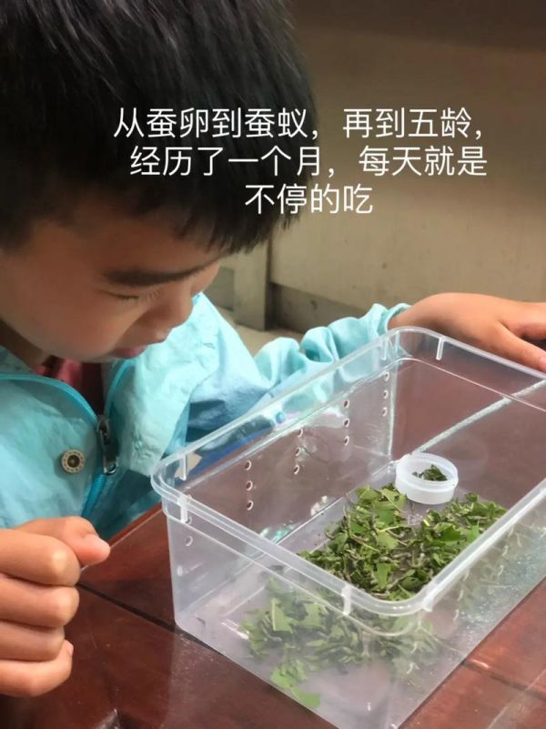 蠶怎么樣養(yǎng)更健康又好養(yǎng),也要很重要養(yǎng)護(hù)平時(shí)想要技巧(桑葉養(yǎng)蠶也要很重要養(yǎng)護(hù)) 健康