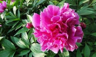芍藥花的功效與禁忌 芍藥花泡水喝的功效與禁忌