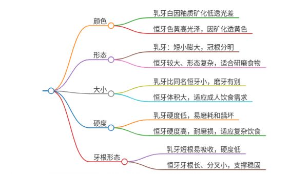 乳牙与恒牙的鉴别要点
