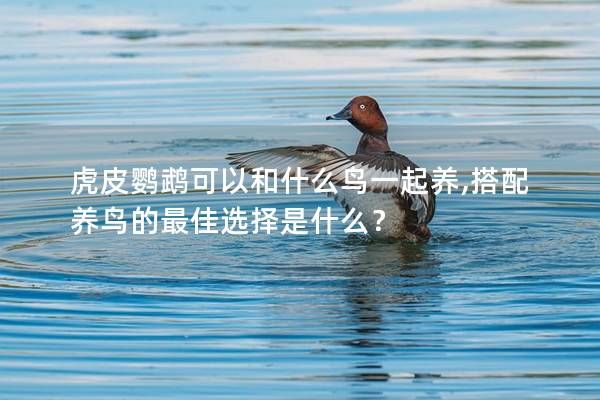 虎皮鹦鹉可以和什么鸟一起养,搭配养鸟的最佳选择是什么？