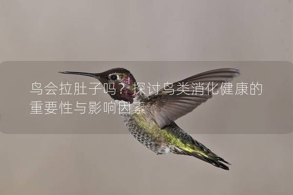 鳥會拉肚子嗎？探討鳥類消化健康的重要性與影響因素