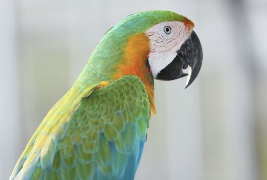 【致鳥(niǎo)】鸚鵡生病時(shí)怎么正確照顧？治療期的鳥(niǎo)類管理（節(jié)選自《鸚鵡科學(xué)飼育指南》）