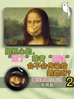 【致鳥(niǎo)】新冠會(huì)不會(huì)傳染給鸚鵡？得了新冠寵物怎么辦？