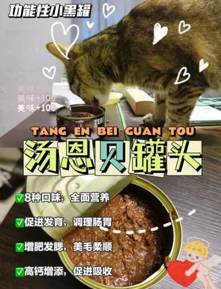 FATTY CAT是啥？如何养出健康的“胖猫”？-第1张图片