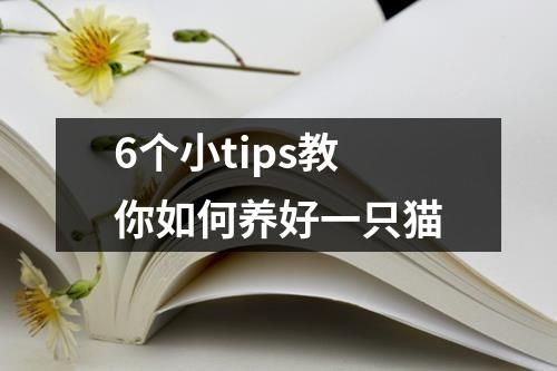 6個小tips教你如何養(yǎng)好一只貓