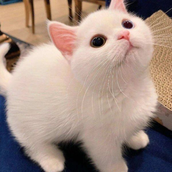 如何培养“粘人”的猫咪？7个简单的方法，包教包会