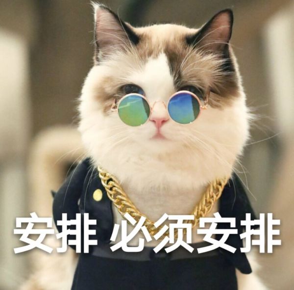 如何培养“粘人”的猫咪？7个简单的方法，包教包会