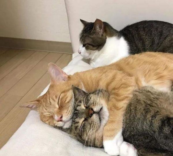 如何培养“粘人”的猫咪？7个简单的方法，包教包会