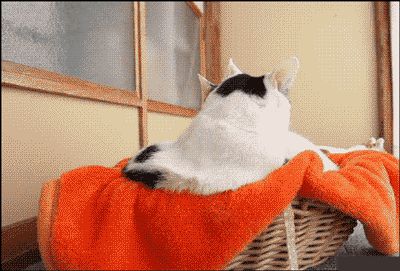 如何培养“粘人”的猫咪？7个简单的方法，包教包会