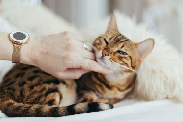 如何培养“粘人”的猫咪？7个简单的方法，包教包会
