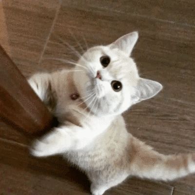 如何培养“粘人”的猫咪？7个简单的方法，包教包会
